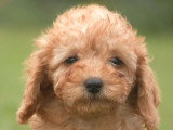 3 chiots femelles Caniche nain à vendre LOF nées en mars 2026