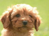 3 chiots femelles Caniche nain à vendre LOF nées en mars 2026
