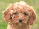3 chiots femelles Caniche nain à vendre LOF nées en mars 2026
