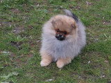 Chiot Spitz nain mâle fauve charbonné de novembre 2025 à réserver LOF