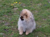 Chiot Spitz nain mâle fauve charbonné de novembre 2025 à réserver LOF