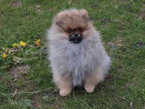 Chiot Spitz nain mâle fauve charbonné de novembre 2025 à réserver LOF