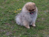 Chiot Spitz nain mâle fauve charbonné de novembre 2025 à réserver LOF