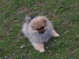 Chiot Spitz nain mâle fauve charbonné de novembre 2025 à réserver LOF