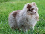 Spitz nain femelle lila merle à vendre non LOF née en mai 2025