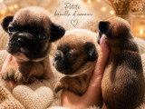 Portée de 5 chiots Bouledogues Français non LOF  d'avril 2026 à réserver