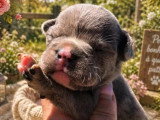 Portée de 5 chiots Bouledogues Français non LOF  d'avril 2026 à réserver