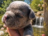 Portée de 5 chiots Bouledogues Français non LOF  d'avril 2026 à réserver