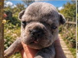 Portée de 5 chiots Bouledogues Français non LOF  d'avril 2026 à réserver