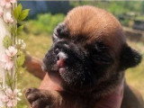 Portée de 5 chiots Bouledogues Français non LOF  d'avril 2026 à réserver