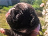 Portée de 5 chiots Bouledogues Français non LOF  d'avril 2026 à réserver