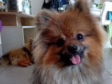 Aiko