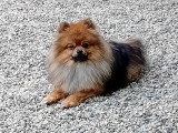 Jeune mâle Spitz Allemand à vendre