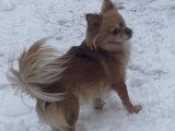 Recherche mâle Chihuahua pour saillie