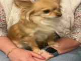 Recherche mâle Chihuahua pour saillie