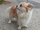 Mâle Chihuahua disponible pour saillie