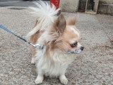 Mâle Chihuahua disponible pour saillie