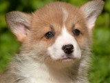 5 chiots Welsh Corgi Pembroke LOF de mars 2026 à vendre