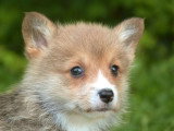 5 chiots Welsh Corgi Pembroke LOF de mars 2026 à vendre