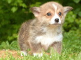 5 chiots Welsh Corgi Pembroke LOF de mars 2026 à vendre