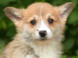5 chiots Welsh Corgi Pembroke LOF de mars 2026 à vendre