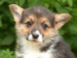 5 chiots Welsh Corgi Pembroke LOF de mars 2026 à vendre
