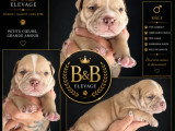 Chiots American Bully Pocket à vendre