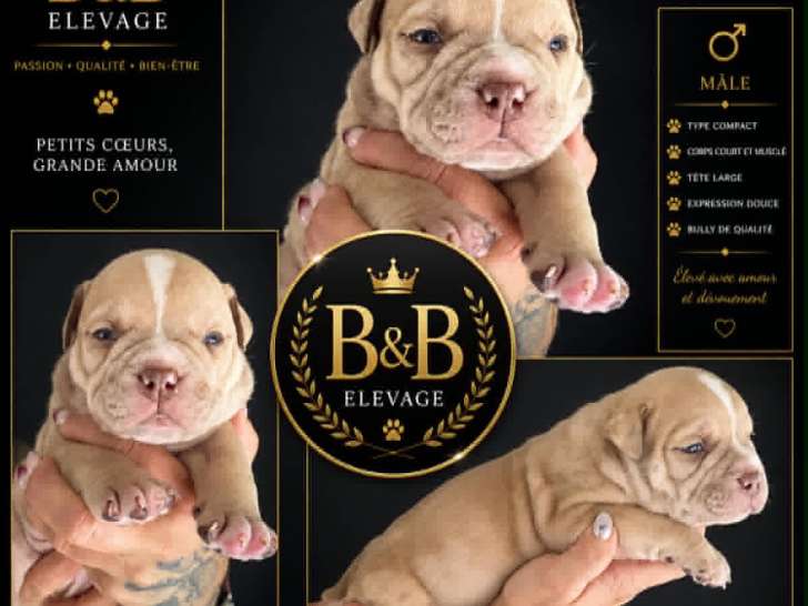 Chiots American Bully Pocket à vendre