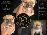 Chiots American Bully Pocket à vendre