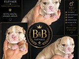 Chiots American Bully Pocket à vendre