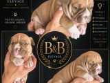 Chiots American Bully Pocket à vendre