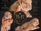 Chiots American Bully Pocket à vendre