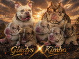 Chiots American Bully Pocket à vendre