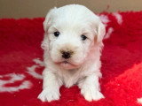 1 chiot Bichon Maltais mâle non LOF à réserver, né en mars 2026