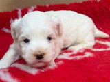 1 chiot Bichon Maltais mâle non LOF à réserver, né en mars 2026