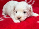 1 chiot Bichon Maltais mâle non LOF à réserver, né en mars 2026