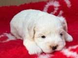 1 chiot Bichon Maltais mâle non LOF à réserver, né en mars 2026
