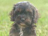 4 chiots Cockapoo non LOF nés en mars 2026 à réserver