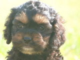 4 chiots Cockapoo non LOF nés en mars 2026 à réserver