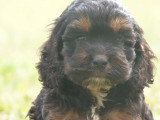 4 chiots Cockapoo non LOF nés en mars 2026 à réserver