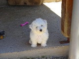 1 chiot femelle Bichon à Poil Frisé LOF né en mars 2026 à vendre