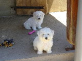 1 chiot femelle Bichon à Poil Frisé LOF né en mars 2026 à vendre