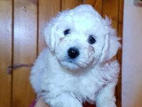 1 chiot femelle Bichon à Poil Frisé LOF né en mars 2026 à vendre