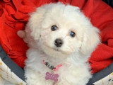 1 chiot femelle Bichon à Poil Frisé LOF né en mars 2026 à vendre