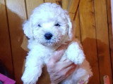 1 chiot femelle Bichon à Poil Frisé LOF né en mars 2026 à vendre