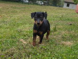 5 chiots femelles Pinscher Nain LOF nées en février 2026 à vendre