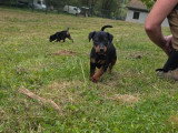 5 chiots femelles Pinscher Nain LOF nées en février 2026 à vendre