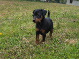 5 chiots femelles Pinscher Nain LOF nées en février 2026 à vendre
