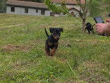 5 chiots femelles Pinscher Nain LOF nées en février 2026 à vendre