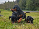 5 chiots femelles Pinscher Nain LOF nées en février 2026 à vendre